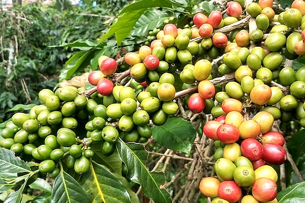 blog arabica krzew 600x400.jpg