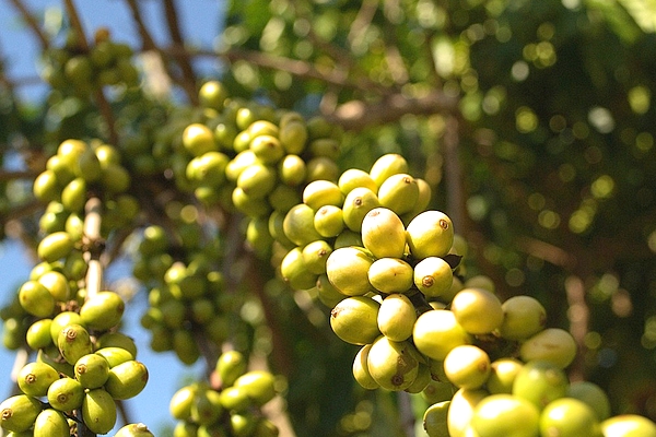 blog robusta krzew 600x400.jpg