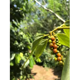 Pieprz zielony ziarnisty w zalewie solnej oryginalny z Hiszpanii