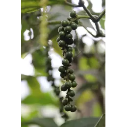 Pieprz zielony ziarnisty w zalewie solnej oryginalny z Hiszpanii