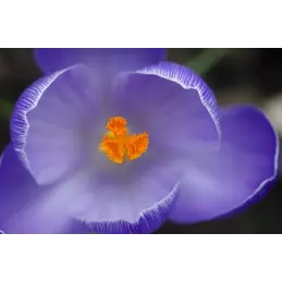 Prawdziwy oryginalny szafran hiszpański nitki 1g