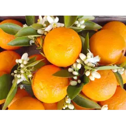 Hiszpański oryginalny dżem z płatk&oacute;w kwiatu pomarańczy ręcz słoik 210g