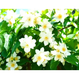 Hiszpański dżem z kwiat&oacute;w z płatk&oacute;w jaśminu ręcznie robiony  210 g