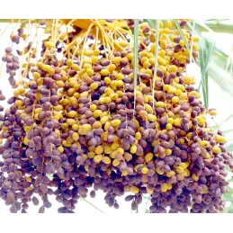 Hiszpański prawdziwy dżem z daktyli ręcznie robiony słoik 210 g