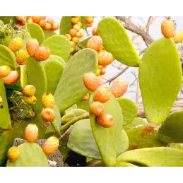 Hiszpański dżem z opuncji figowej ręcznie robiony słoik 210g