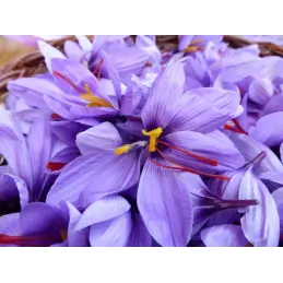 Prawdziwy hiszpański szafran oryginalny nitki