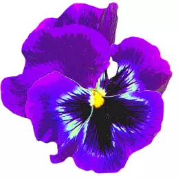 Hiszpański oryginalny dżem z płatk&oacute;w fiołka ręcznie robiony  210g