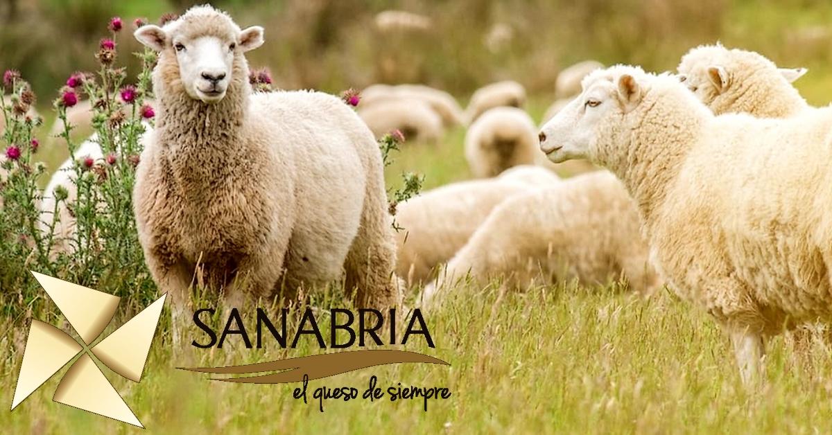 Ser Manchego -  ciekawostki na temat owiec Manchego