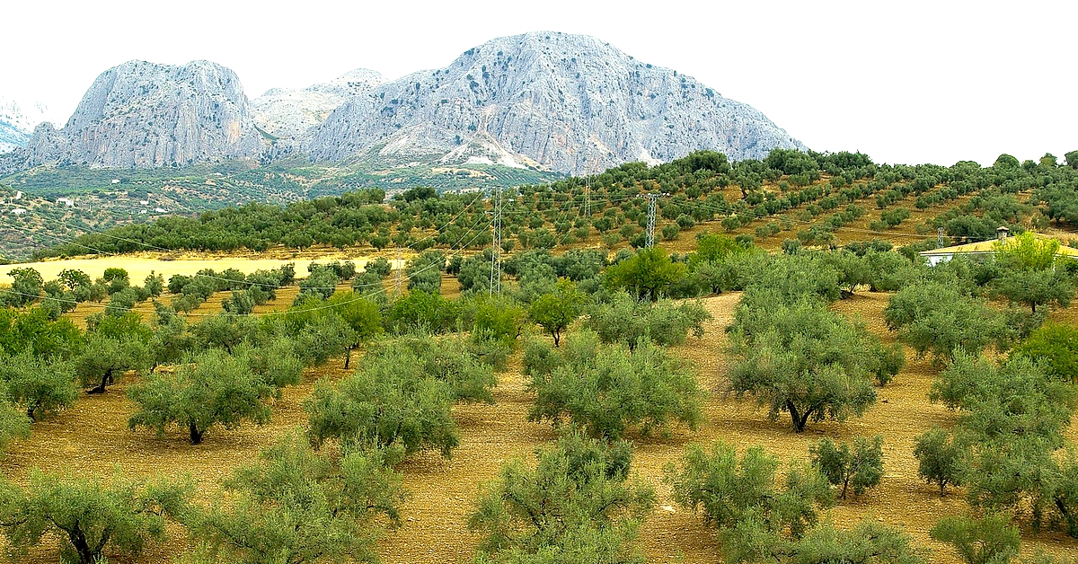 Najlepsza oliwa z oliwek, tylko z Hiszpanii!