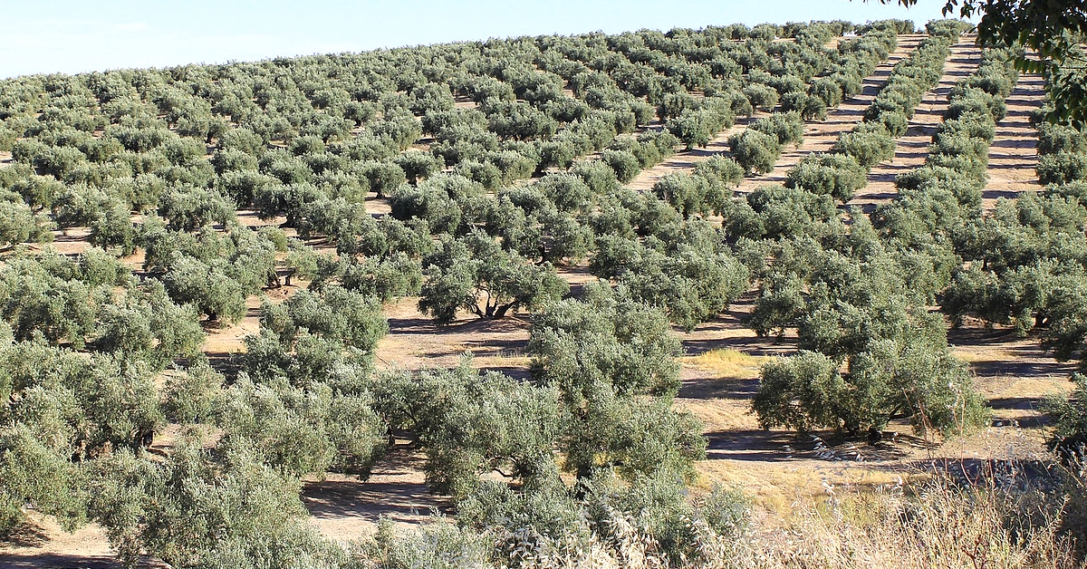 Rodzaje hiszpańskich oliwek, smak oliwy z oliwek.
