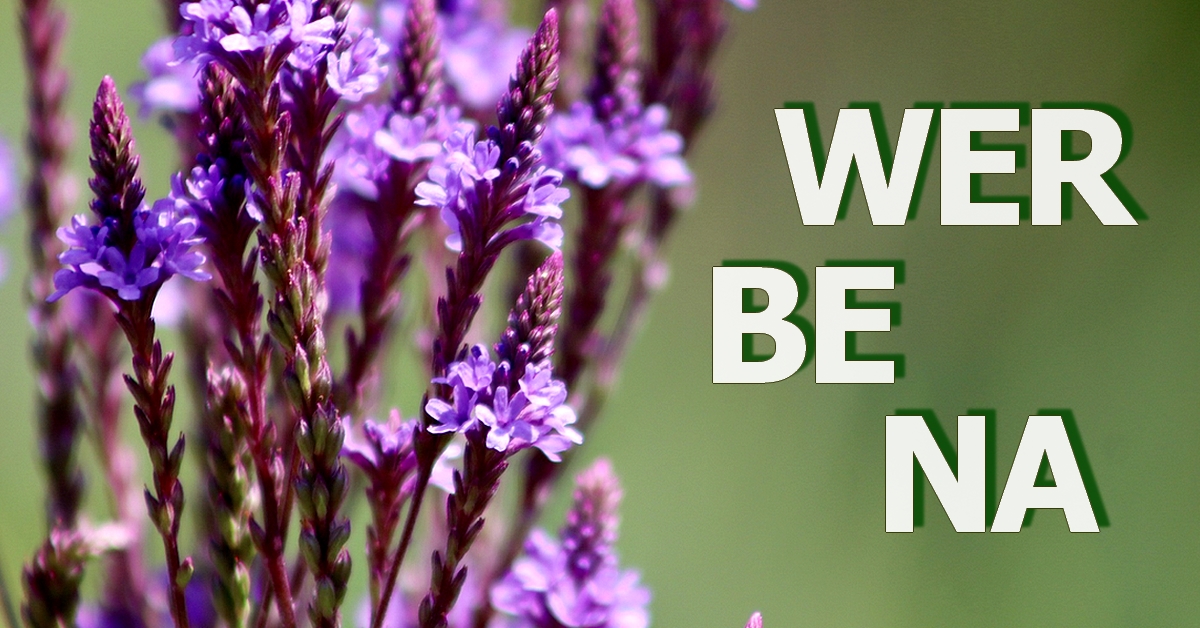 Werbena, zioło poprawiające zdrowie.