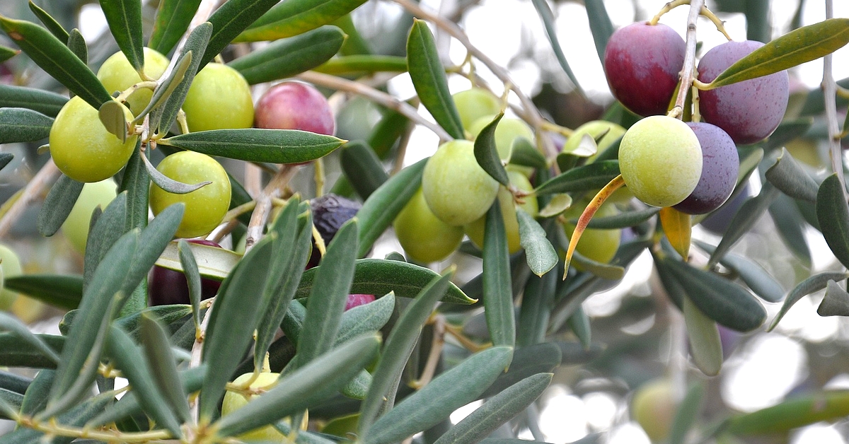 Oliwki mistrz&oacute;w